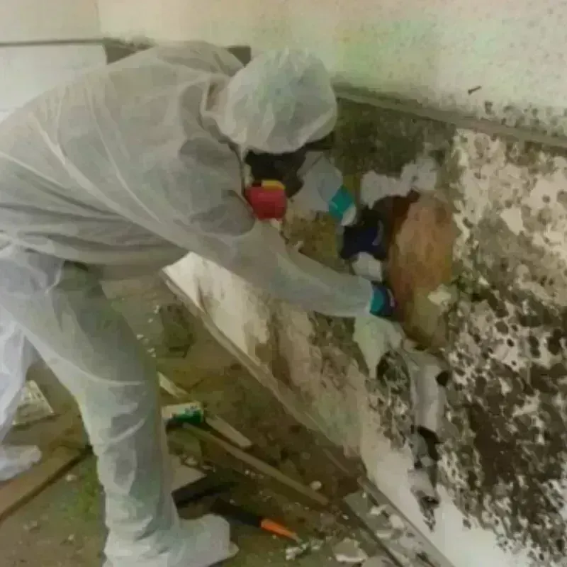 Mold Remediation and Removal in Schleicher County, TX